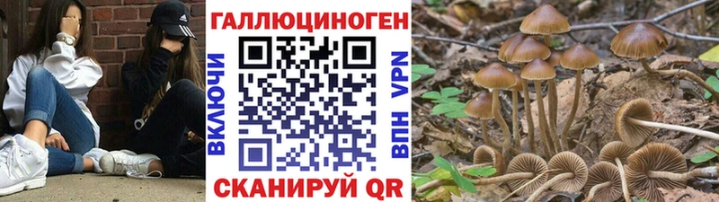 Галлюциногенные грибы MAGIC MUSHROOMS  купить закладку  Бердск 