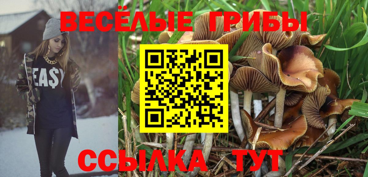 Псилоцибиновые грибы GOLDEN TEACHER  Псилоцибиновые грибы Cubensis  как найти закладки  Бердск 